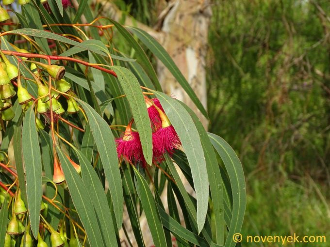 Image of plant Eucalyptus leucoxylon