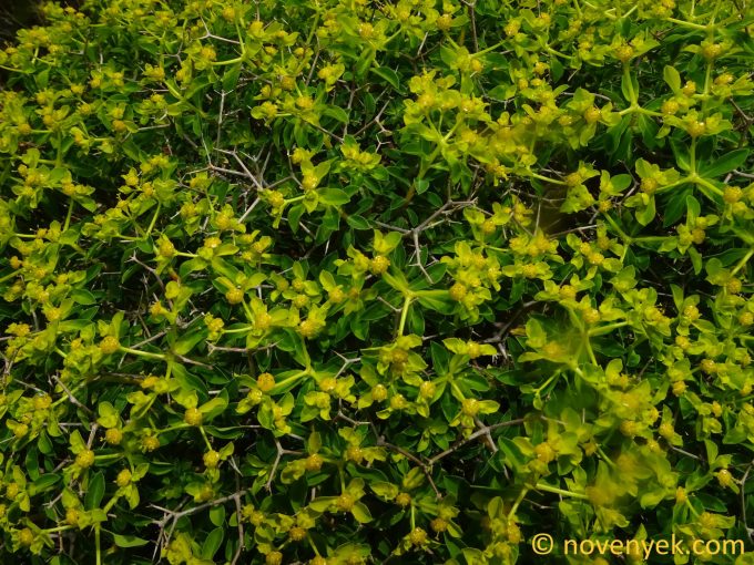 Image of plant Euphorbia acanthothamnos