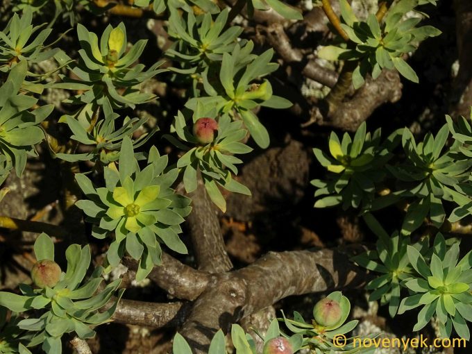 Image of plant Euphorbia balsamifera