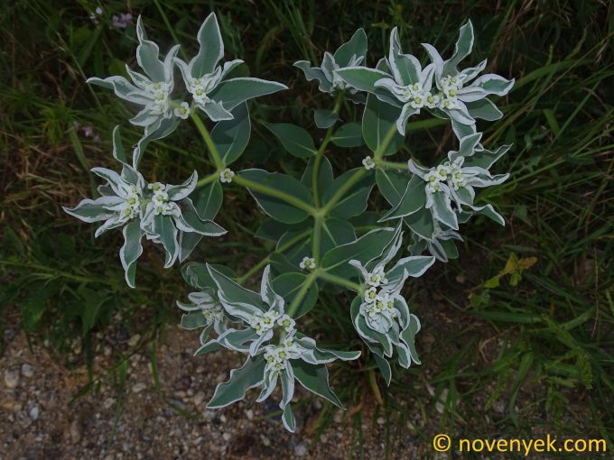 Image of plant Euphorbia marginata