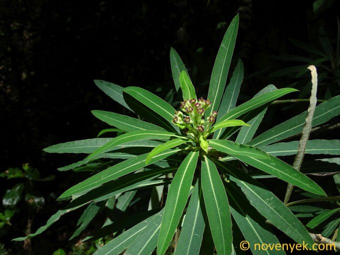 Image of plant Euphorbia mellifera