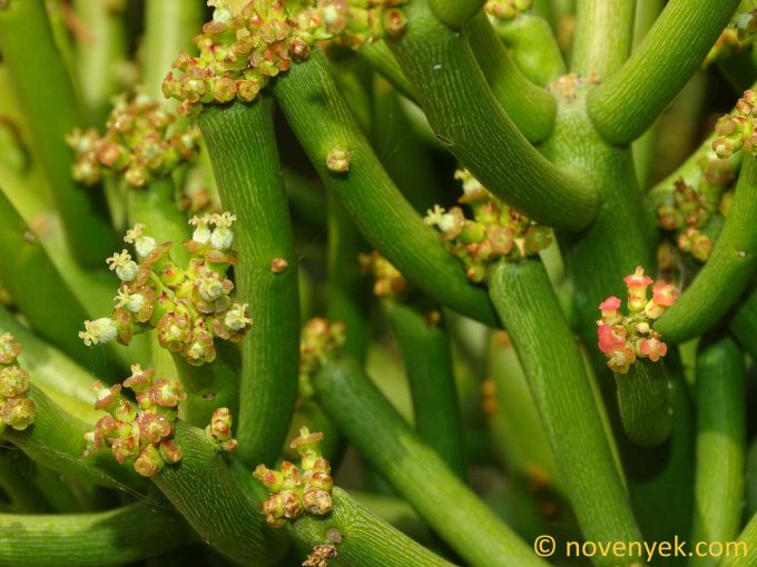 Image of plant Euphorbia tirucalli