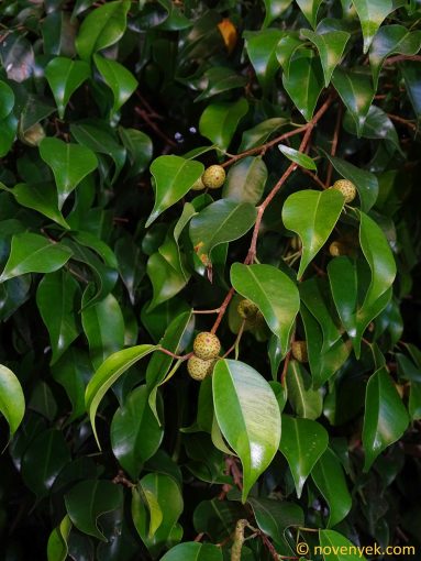 Image of plant Ficus benjamina