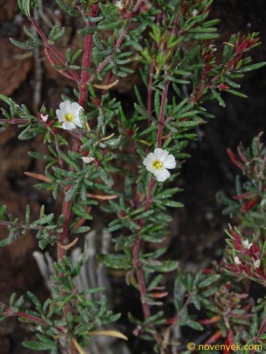 Image of plant Frankenia ericifolia
