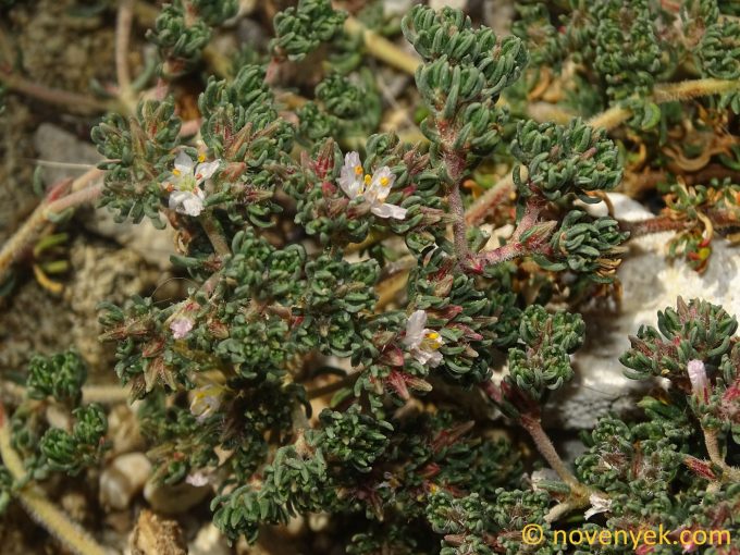 Image of plant Frankenia hirsuta