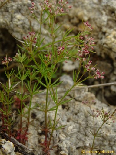 Image of plant Galium setaceum