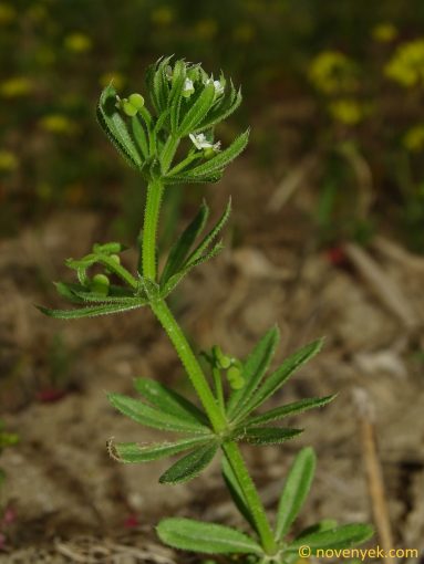 Image of plant Galium tricornutum