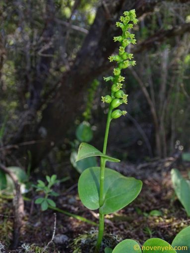 Image of plant Gennaria diphylla