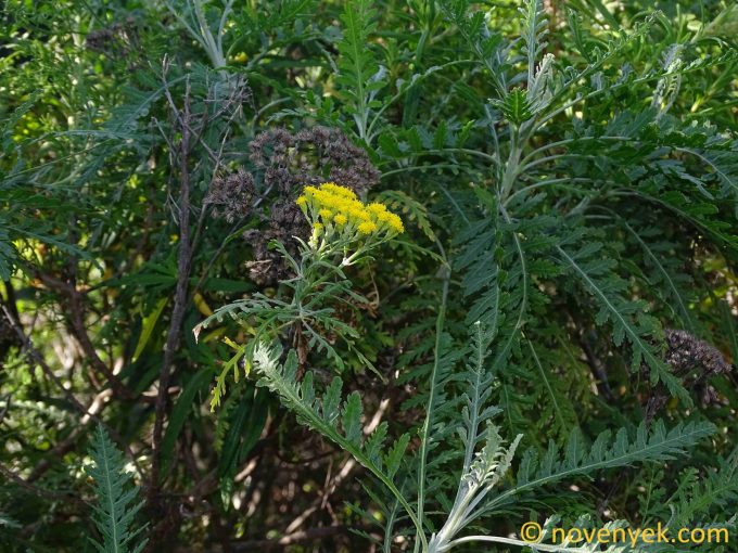 Image of plant Gonospermum canariense