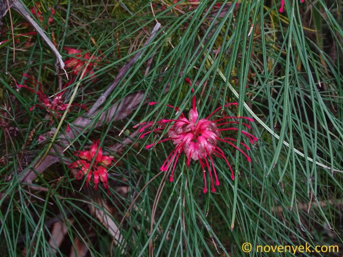 Image of plant Grevillea rosmarinifolia