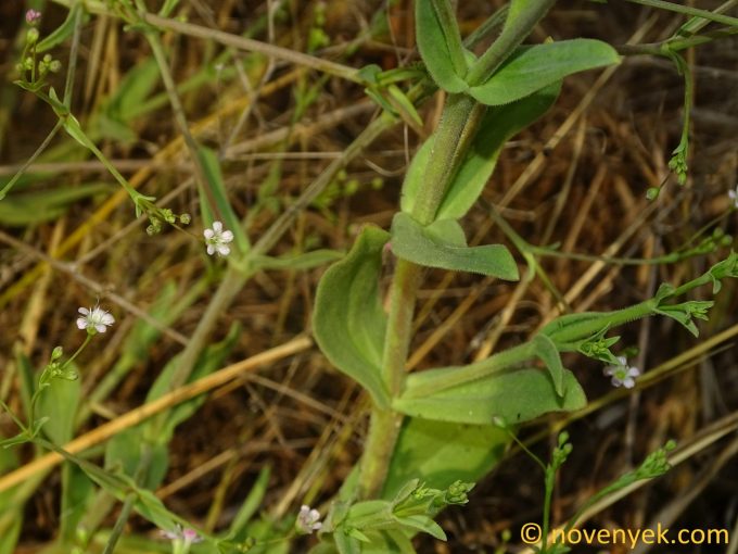 Image of plant Gypsophila perfoliata