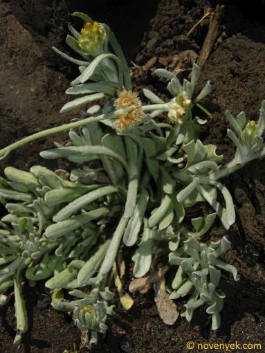 Image of plant Helichrysum luteoalbum
