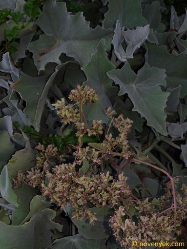 Image of plant Kalanchoe behariensis