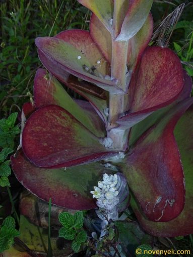 Image of plant Kalanchoe luciae