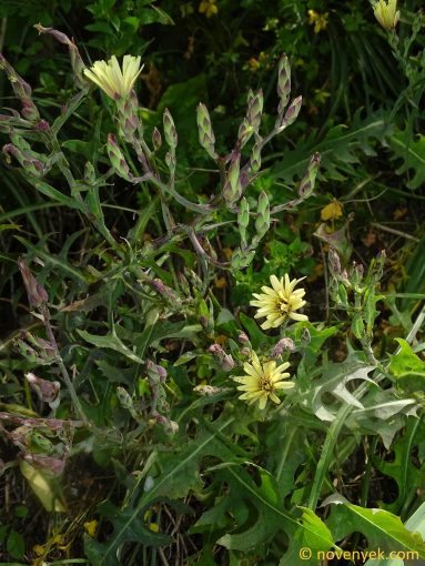 Image of plant Lactuca tuberosa