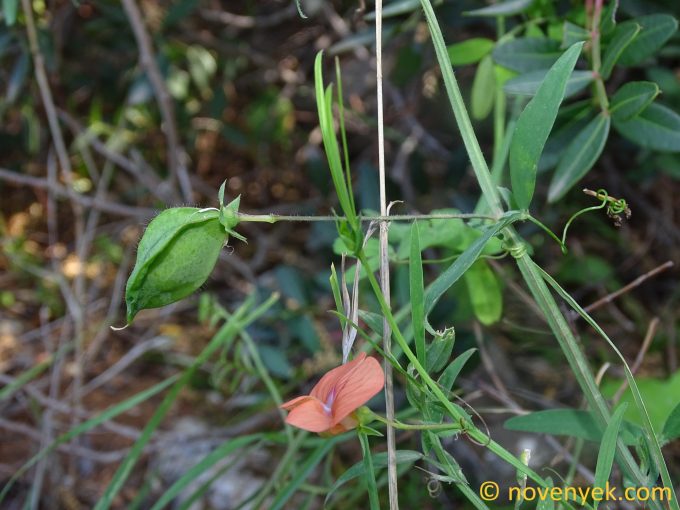 Image of plant Lathyrus blepharicarpus