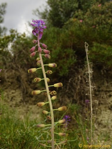 Image of plant Leopoldia weissii