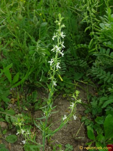 Image of plant Linaria chalepensis