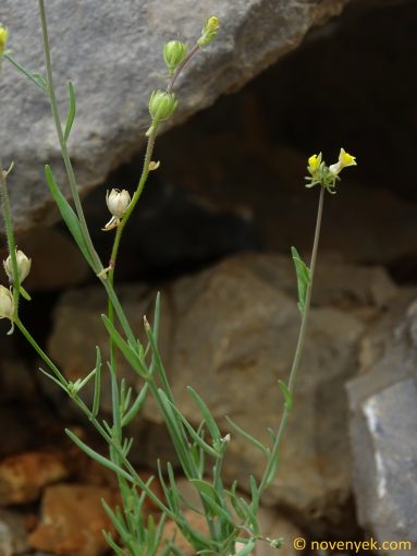 Image of plant Linaria simplex