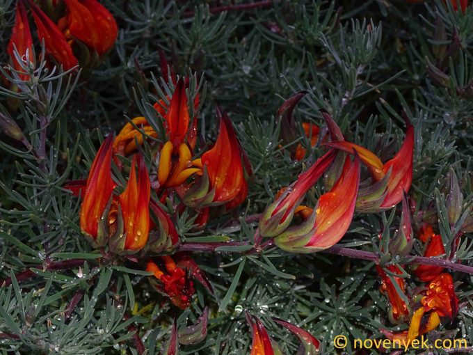 Image of plant Lotus pyranthus