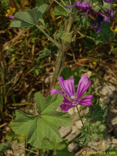 Image of plant Malva sylvestris