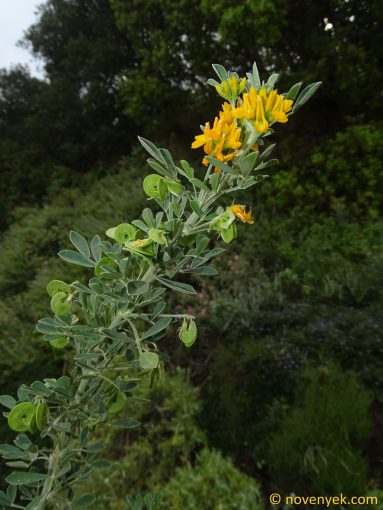 Image of plant Medicago arborea