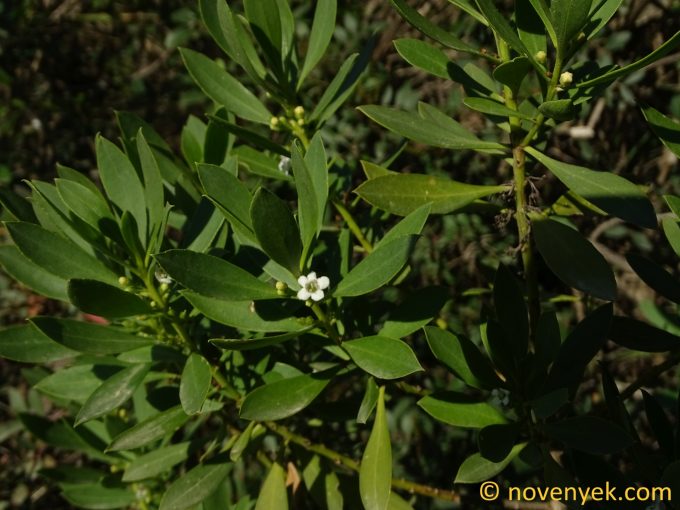 Image of plant Myoporum tenuifolium