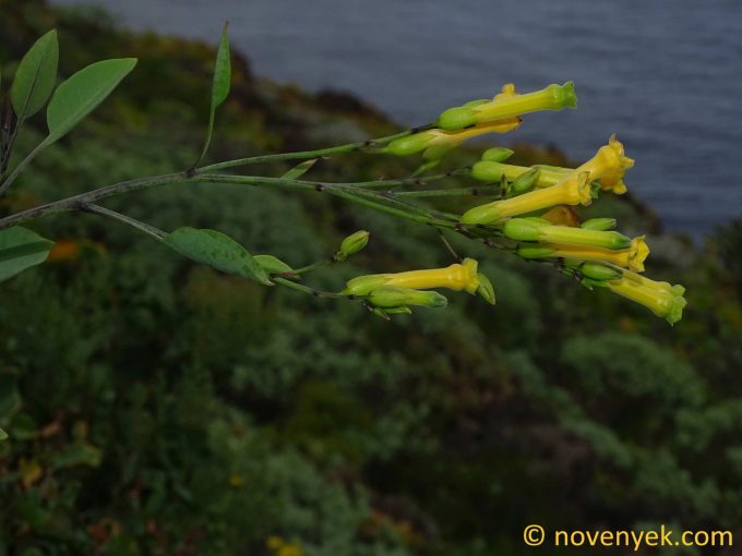 Image of plant Nicotiana glauca