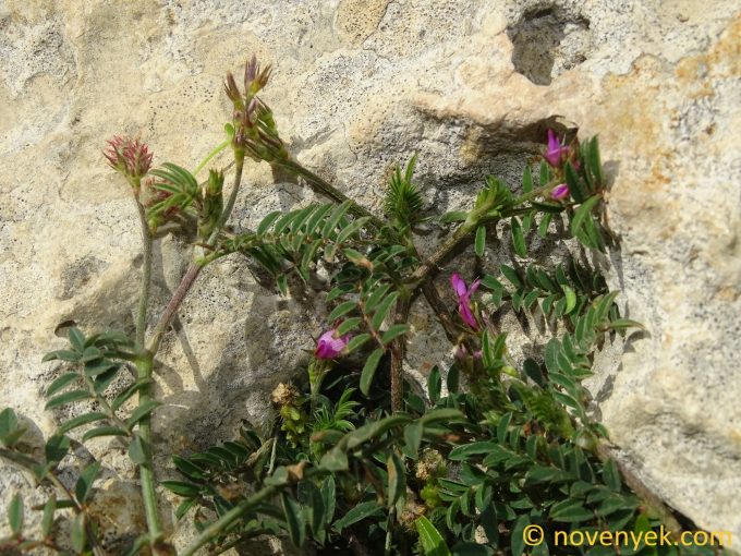 Image of plant Onobrychis caput-galli