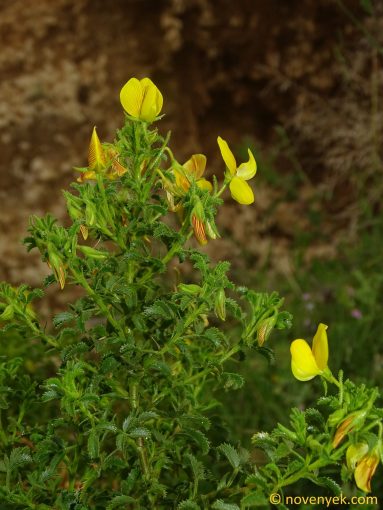 Image of plant Ononis ramosissima