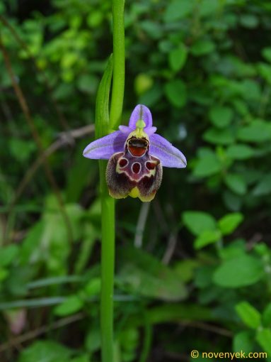 Image of plant Ophrys calypsus