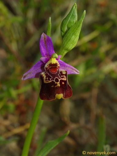 Image of plant Ophrys episcopalis
