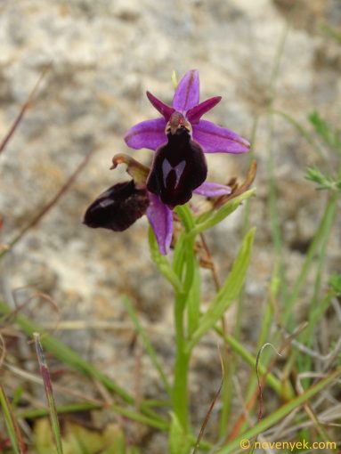 Image of plant Ophrys ferrum-equinum