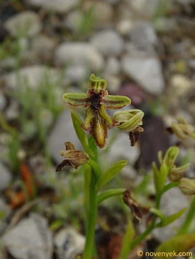 Image of plant Ophrys regis-ferdinandi