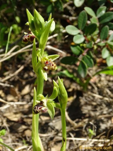 Image of plant Ophrys rhodia