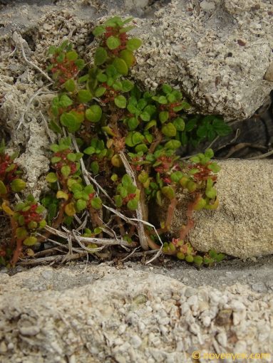 Image of plant Parietaria cretica
