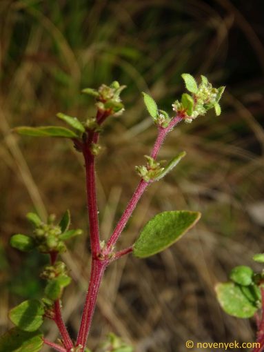 Image of plant Parietaria debilis