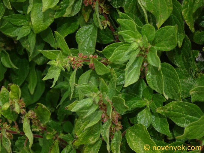 Image of plant Parietaria judaica