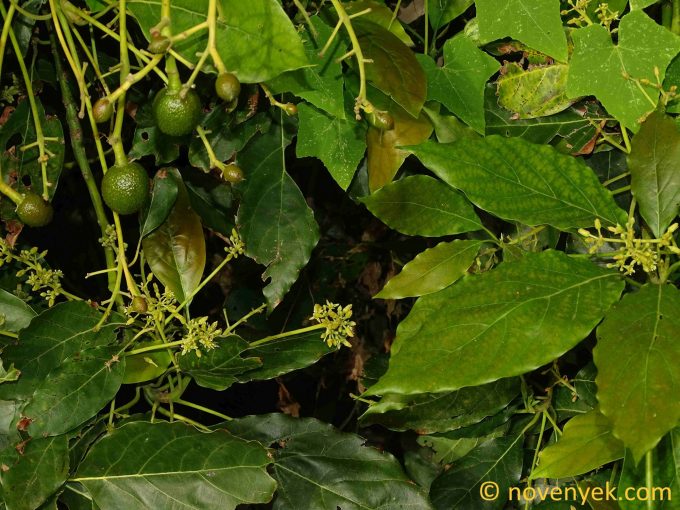 Image of plant Persea americana