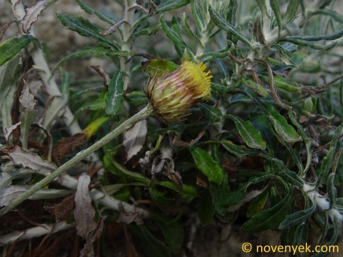 Image of plant Phagnalon graecum