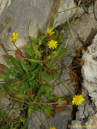 Image of plant Picris rhagadioloides