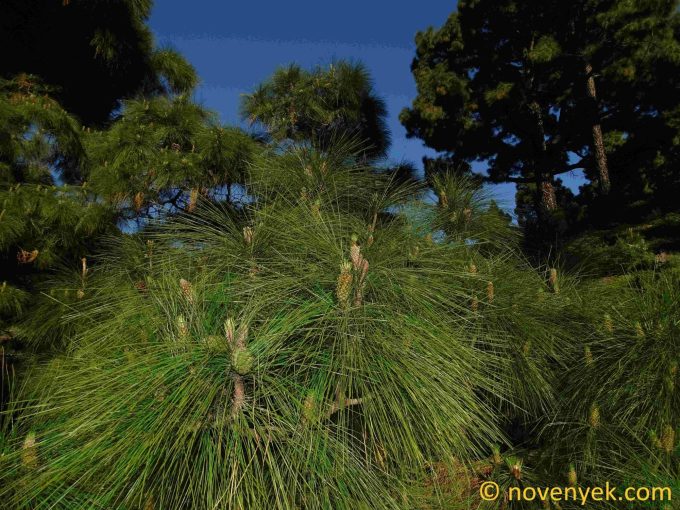Image of plant Pinus canariensis