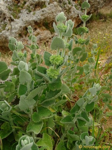 Image of plant Pseudodictamnus acetabulosus