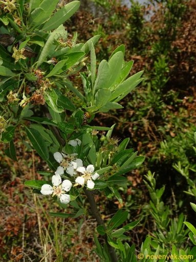 Image of plant Pyrus spinosa