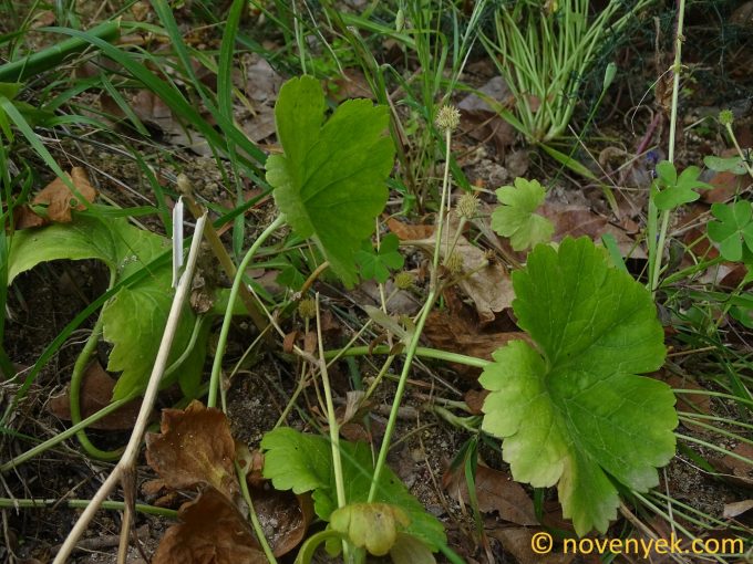 Image of plant Ranunculus creticus