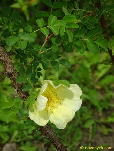 Image of plant Rosa foetida