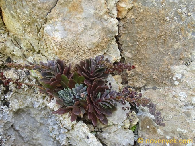 Image of plant Rosularia serrata