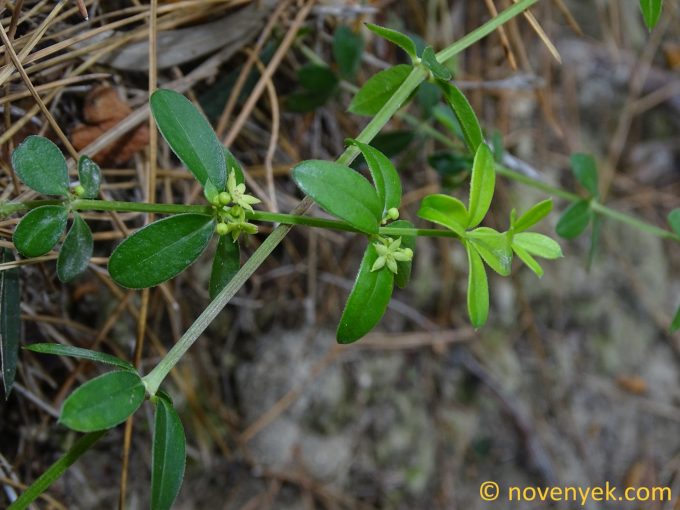 Image of plant Rubia angustifolia