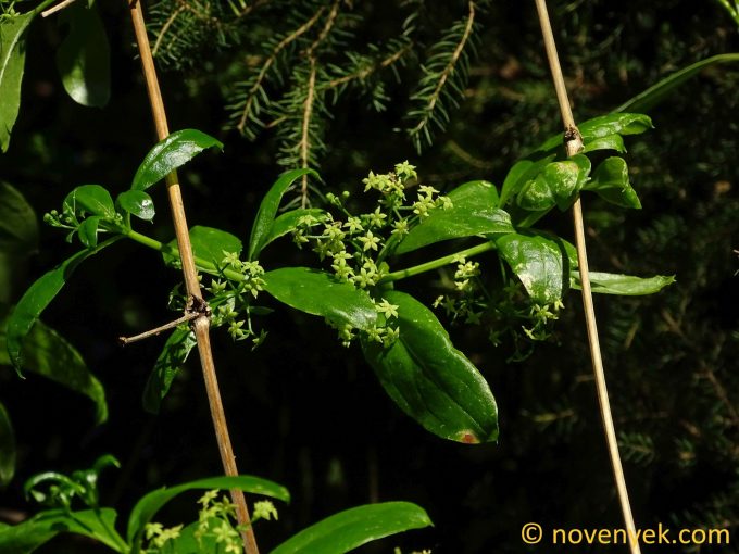 Image of plant Rubia occidens