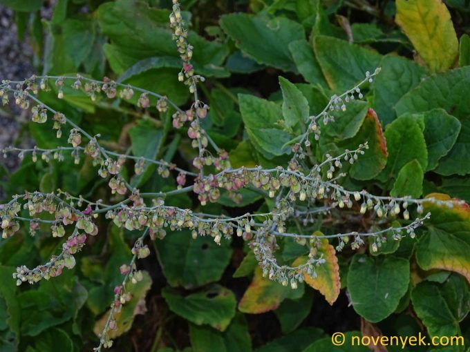 Image of plant Rumex maderensis